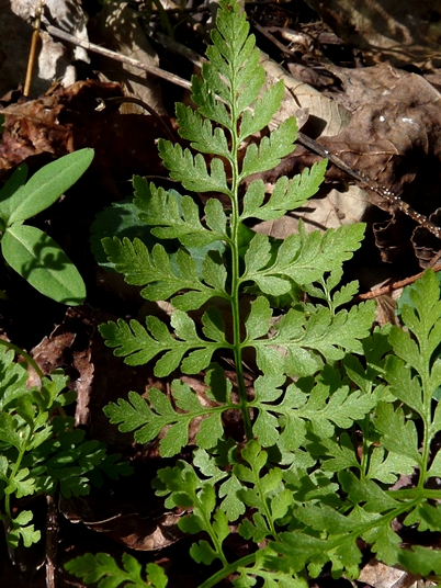 {Cystopteris protrusa}